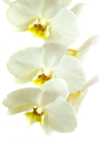 White orchids on the white background — Stock Photo, Image