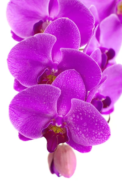 Lila gyönyörű orchidea elszigetelt fehér background — Stock Fotó