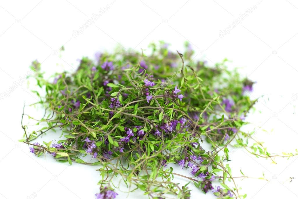 Herbal medicine,forest thyme on white background