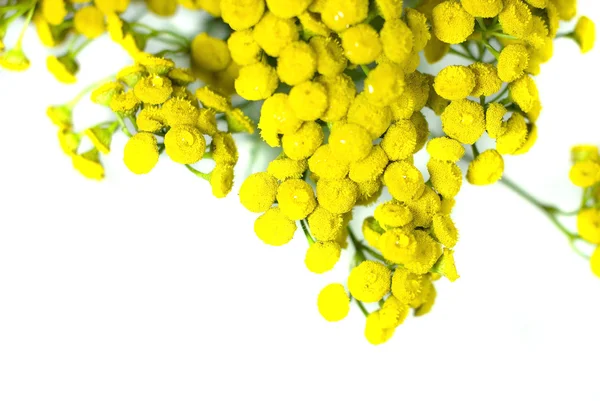 Tansy, tanacetum. elszigetelt fehér background. — Stock Fotó