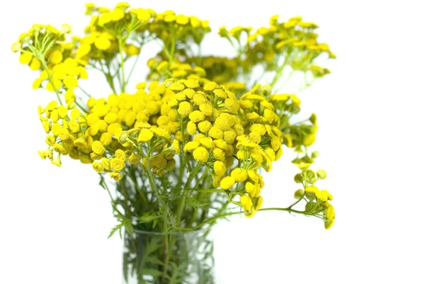 Tansy, tanacetum. elszigetelt fehér background. — Stock Fotó