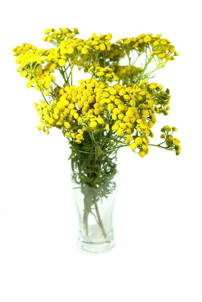 Stiefmütterchen, Tanacetum. isoliert auf weißem Hintergrund. — Stockfoto