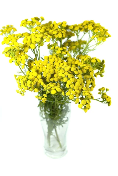 Boerenwormkruid, tanacetum. geïsoleerd op een witte achtergrond. — Stockfoto