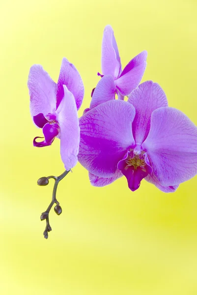 Purple orchid isolated on yellow background — Stock Photo, Image