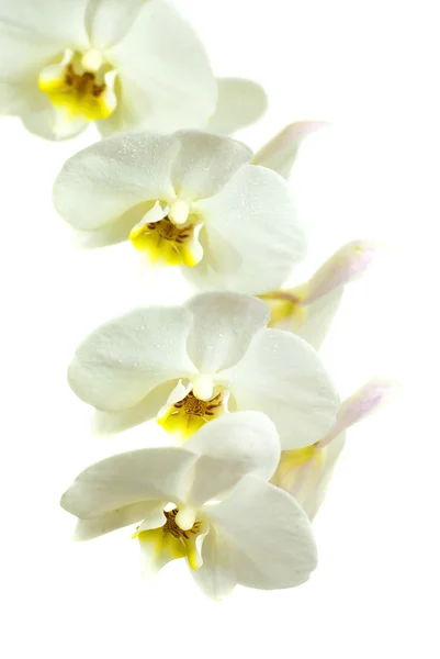 Orquídeas brancas no fundo branco — Fotografia de Stock