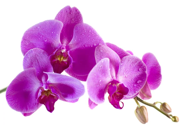 Fioletowa orchidea izolowana na białym tle — Zdjęcie stockowe