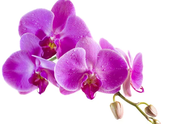 Orchidea viola isolata su sfondo bianco — Foto Stock