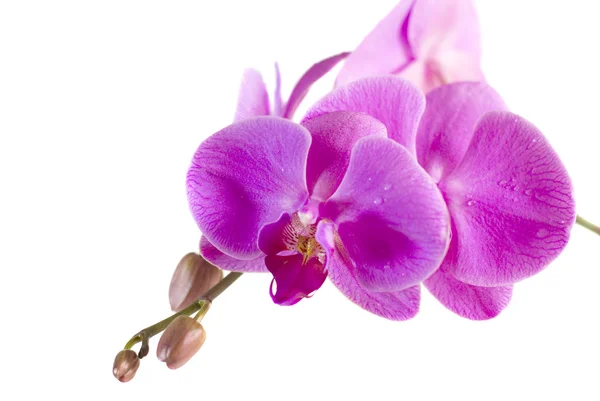 Orquídea púrpura aislada sobre fondo blanco — Foto de Stock