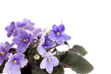 Makro soyut African Violet (Menekşe) çiçekler