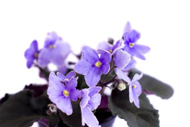 Makro soyut African Violet (Menekşe) çiçekler