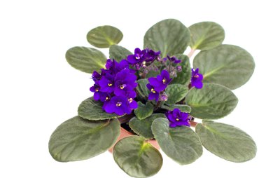 beyaz zemin üzerine koyu mor Afrikalı Menekşe