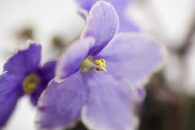Makro soyut African Violet (Menekşe) çiçekler