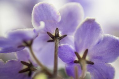 Makro soyut African Violet (Menekşe) çiçekler