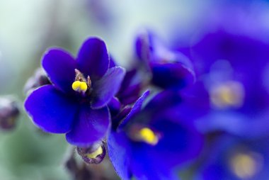 koyu mor Afrikalı Menekşe