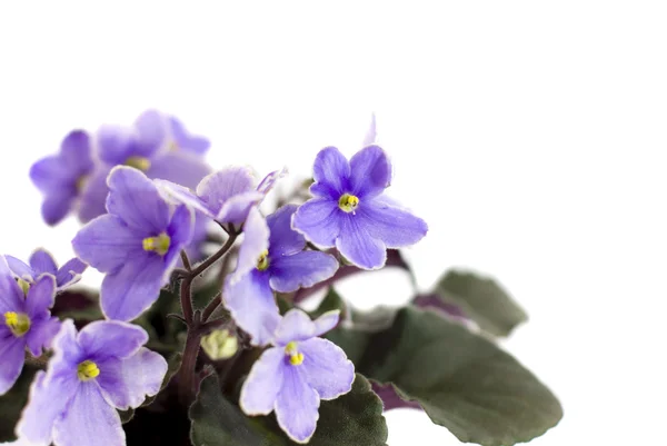 Macro abstract African Violet (Saintpaulia) flowers — Stock Photo, Image