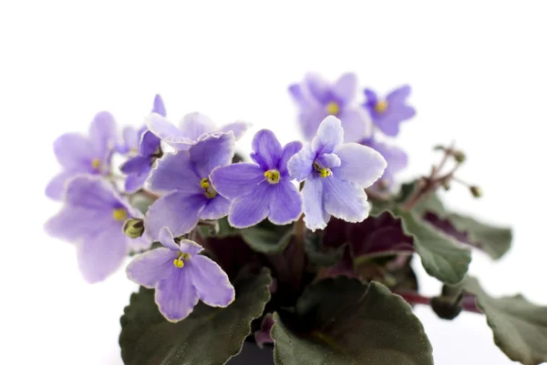 Makro abstrakt African Violet (Saintpaulia) blommor — Stockfoto