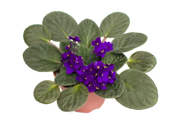 beyaz zemin üzerine koyu mor Afrikalı Menekşe