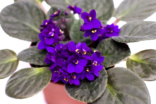 beyaz zemin üzerine koyu mor Afrikalı Menekşe