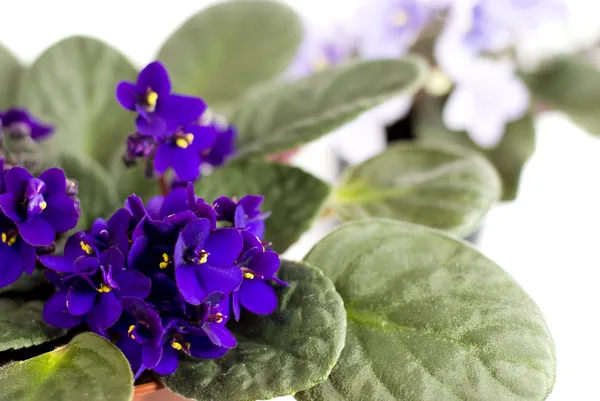 Violettes africaines violet foncé sur fond blanc — Photo