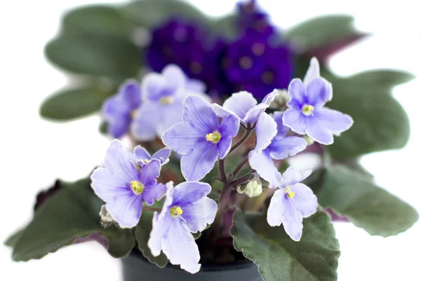 白い背景に白い花弁の縁がある紫色のアフリカ系紫 — ストック写真