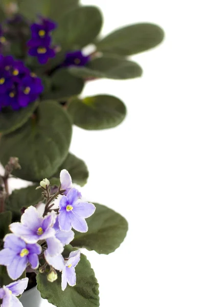 Lila afrikanska violett med vita kronblad kanter på vit bakgrund — Stockfoto