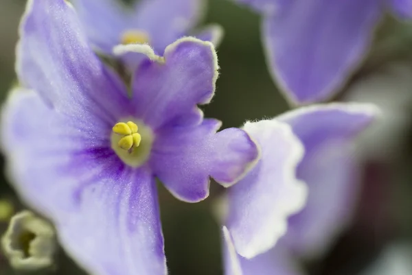 Macro abstract African Violet (Saintpaulia) flowers — Stock Photo, Image