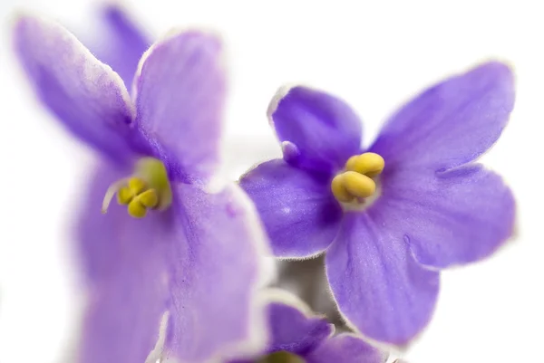 Macro abstracte African Violet (Saintpaulia) bloemen — Stockfoto