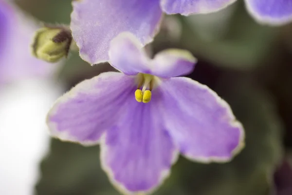 Macro abstrak Afrika Violet (Saintpaulia) bunga — Stok Foto