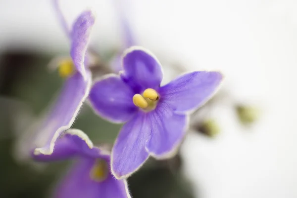 Makro streszczenie fiołek afrykański (Saintpaulia) kwiaty — Zdjęcie stockowe