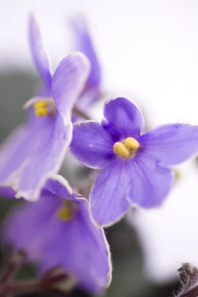 Macro abstraite Violette africaine (Saintpaulia) fleurs — Photo