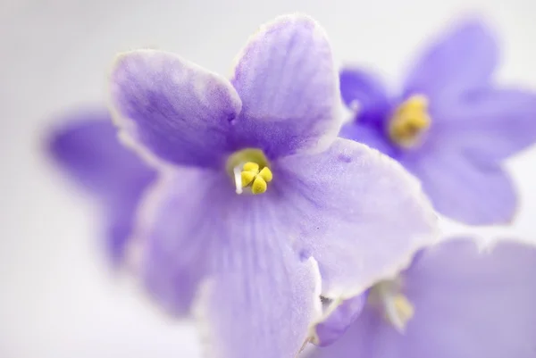 Macro abstracte African Violet (Saintpaulia) bloemen — Stockfoto
