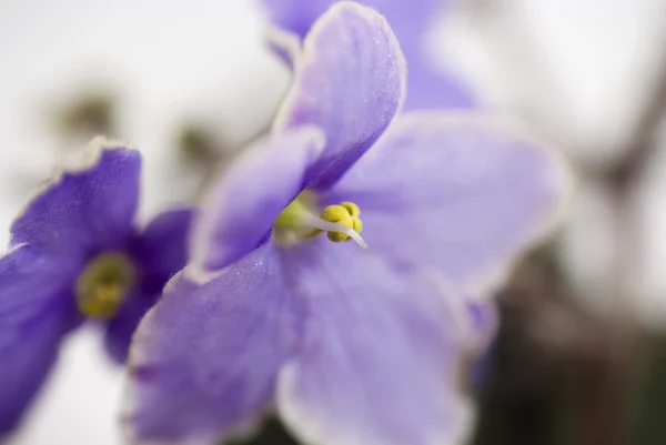 Flores macro abstractas de violeta africana (Saintpaulia) — Foto de Stock