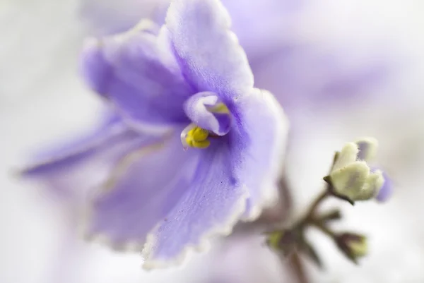 Macro abstract African Violet (Saintpaulia) flowers — Stock Photo, Image