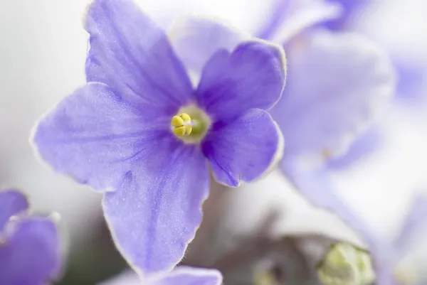 Macro abstrak Afrika Violet (Saintpaulia) bunga — Stok Foto