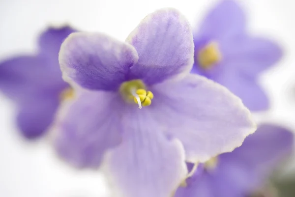 Macro resumo Violeta Africana (Saintpaulia) flores — Fotografia de Stock