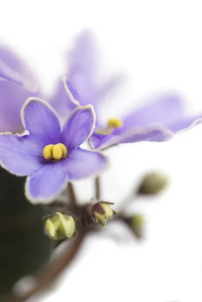 Makro streszczenie fiołek afrykański (Saintpaulia) kwiaty — Zdjęcie stockowe