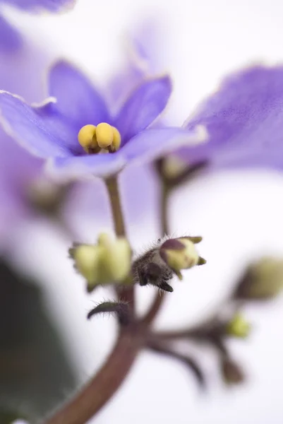 Makro streszczenie fiołek afrykański (Saintpaulia) kwiaty — Zdjęcie stockowe