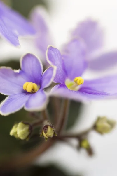 Макрос анотація квіти African Violet (Saintpaulia) — стокове фото