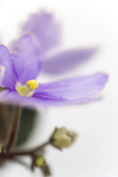 Macro abstraite Violette africaine (Saintpaulia) fleurs — Photo
