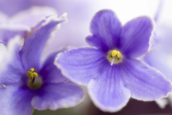 Macro abstract African Violet (Saintpaulia) flowers — Stock Photo, Image