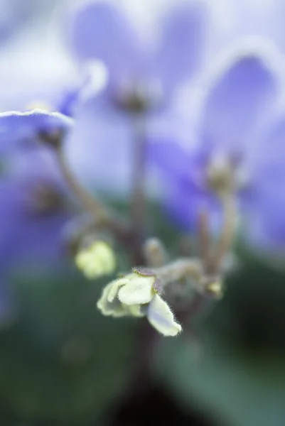 宏观抽象的非洲紫罗兰 (非洲) 花 — 图库照片