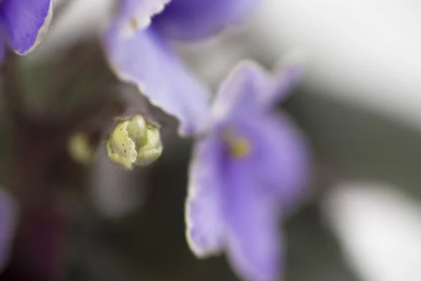 Makro streszczenie fiołek afrykański (Saintpaulia) kwiaty — Zdjęcie stockowe