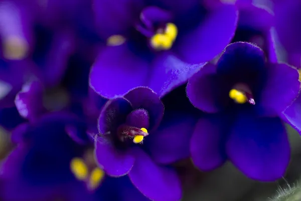 Violetas africanas púrpuras oscuras — Foto de Stock