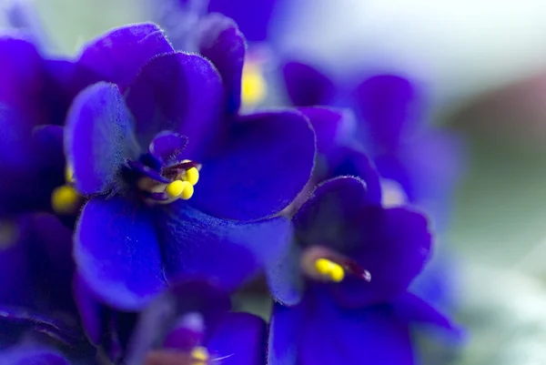 Dark purple African violets — Stock Photo, Image