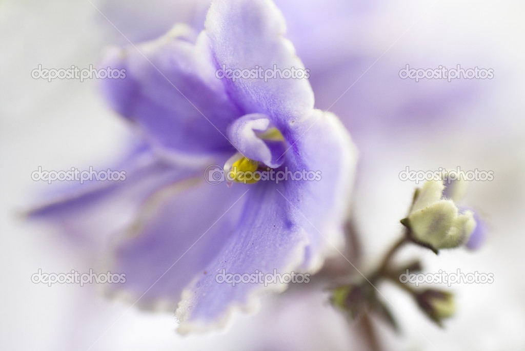 Macro abstract African Violet (Saintpaulia) flowers