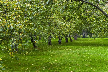 Moskova'da kolomenskoye parkta sonbahar elma ağacı