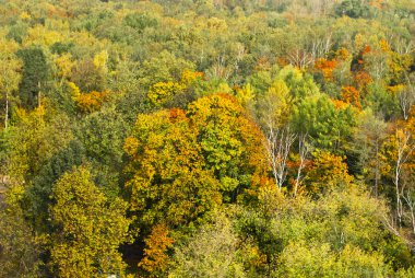 Moskova'da yüksek çok sonbahar ağaç