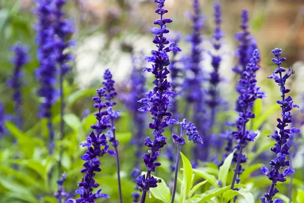 Flores púrpuras en el jardín —  Fotos de Stock