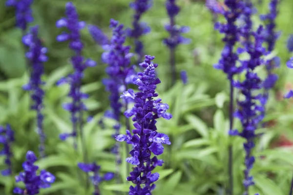 Lila blommor i trädgården — Stockfoto