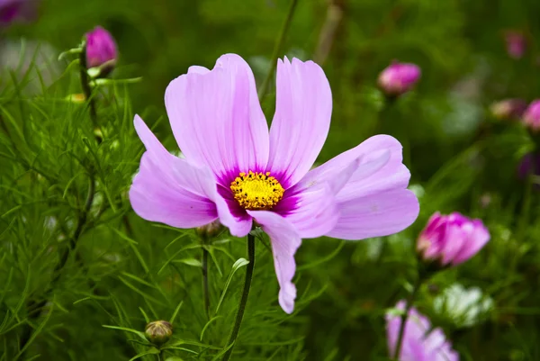 Flor del cosmos —  Fotos de Stock